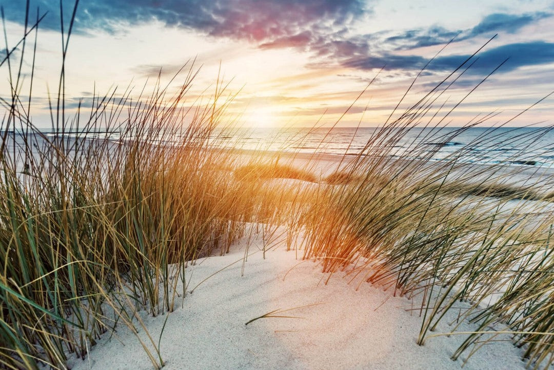 Strandgras im Sonnenuntergang