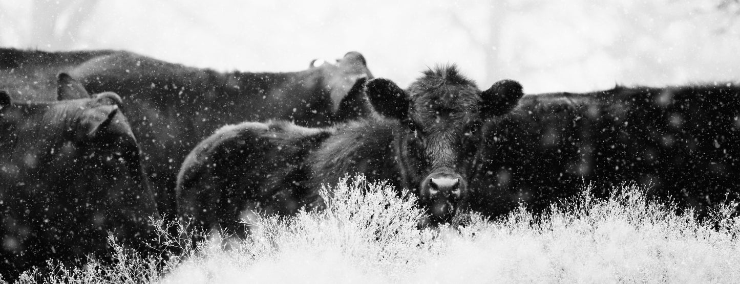 Kühe im Schnee