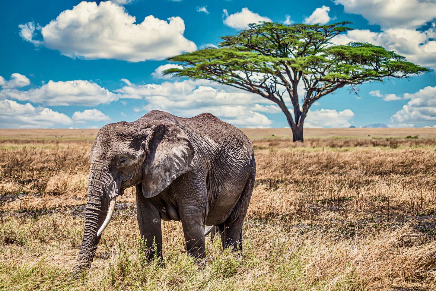 Afrikanischer Elefant in der Savanne